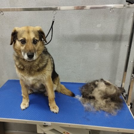 Piesek po pielęgnacji